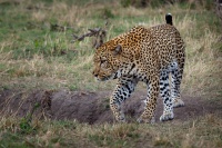 Levhart skvrnity - Panthera pardus - Leopard o8547